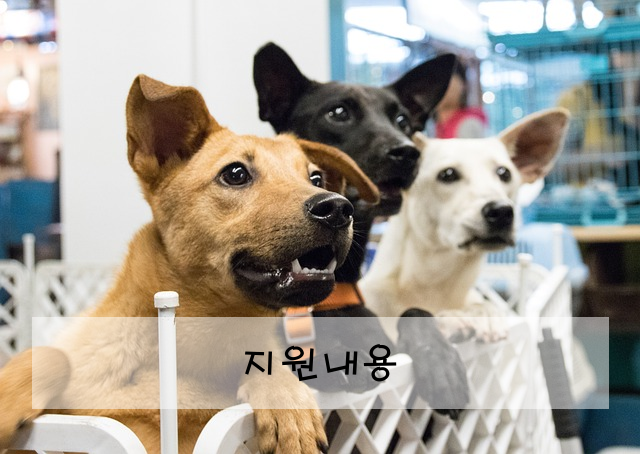 지원내용