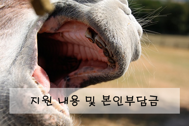 지원 내용 및 본인부담금